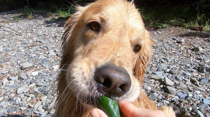 苦瓜對狗的影響 苦瓜對狗的影響
