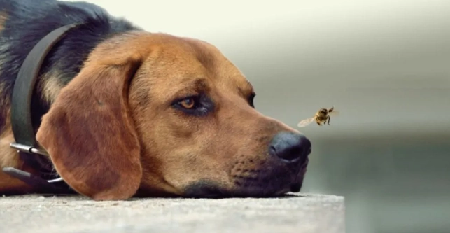 預防狗被蜜蜂叮