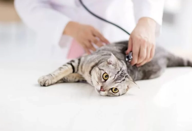 貓咪神經學檢查