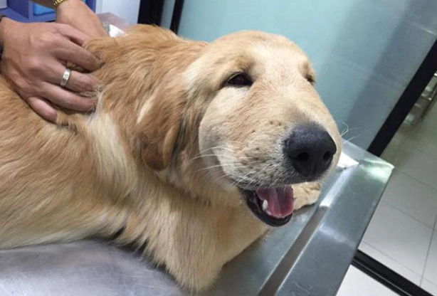 狗被蜜蜂叮處理