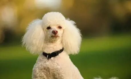 貴賓狗護理方法