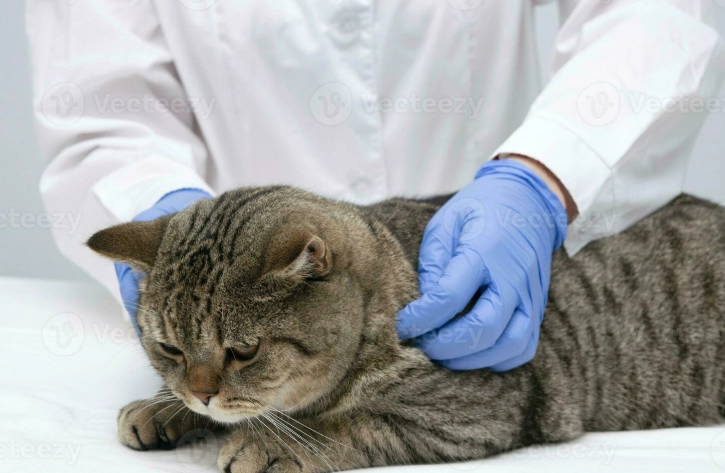 貓神經系統症狀