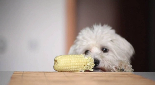 玉米粒對狗的影響