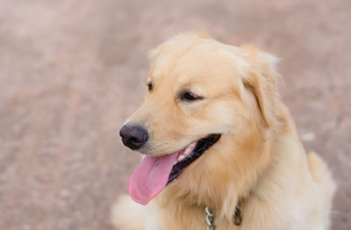 狗大便顏色異常