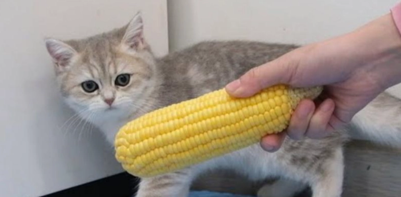 貓吃糯米玉米