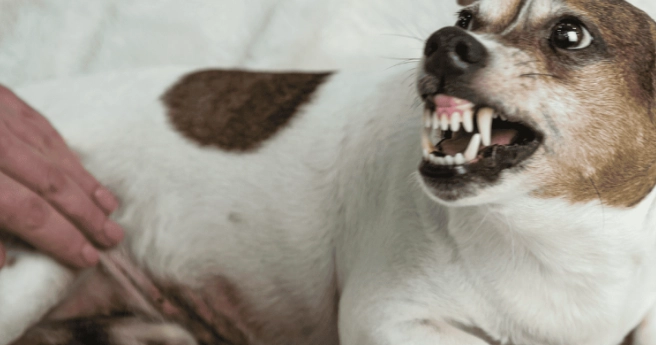 狗咬傷處理步驟