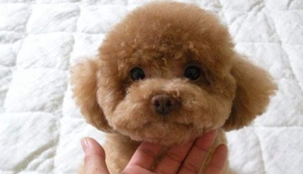 迷你貴賓標準體重