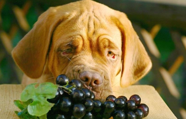 葡萄對狗的毒性