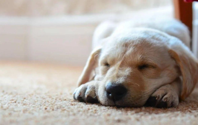 寵物行為分析 寵物行為分析