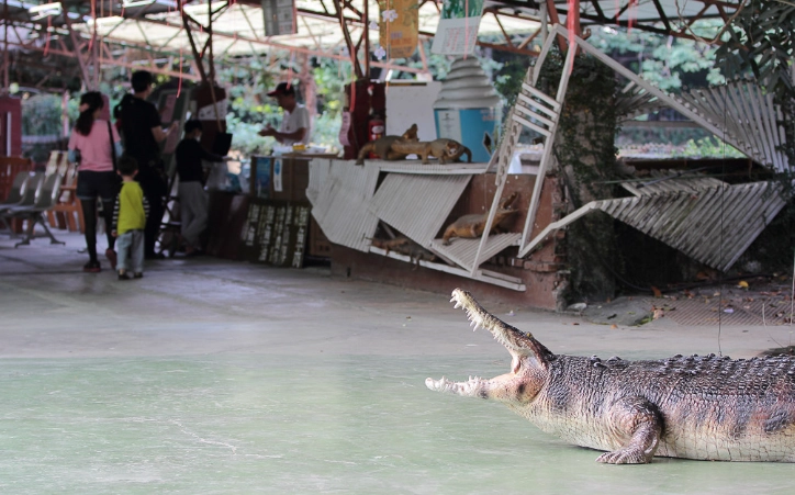 生態農場寵物體驗