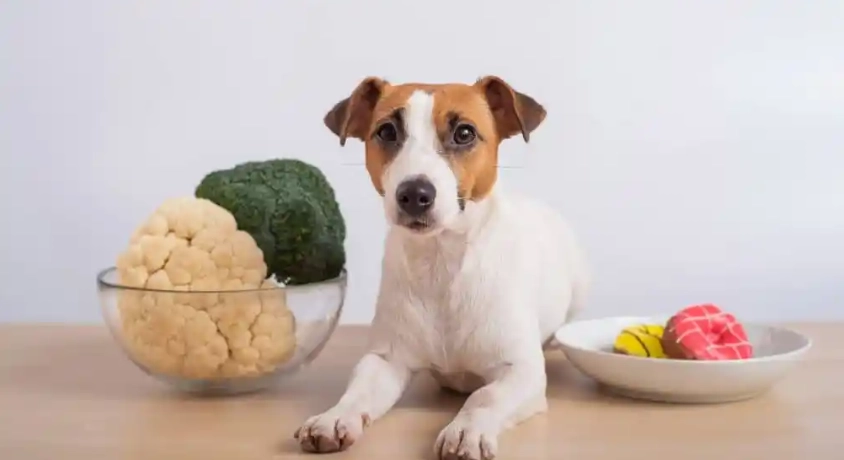 寵物腫瘤飲食管理