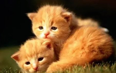 香茅油貓咪中毒