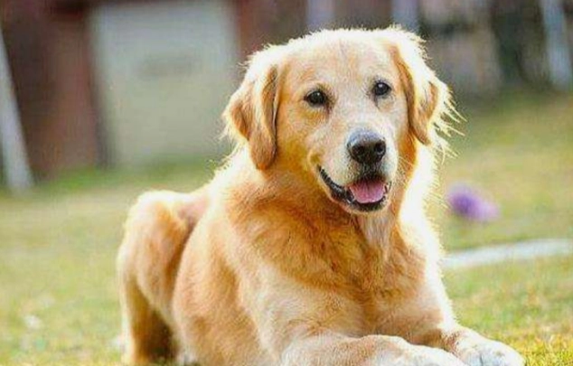 狗大便顏色異常