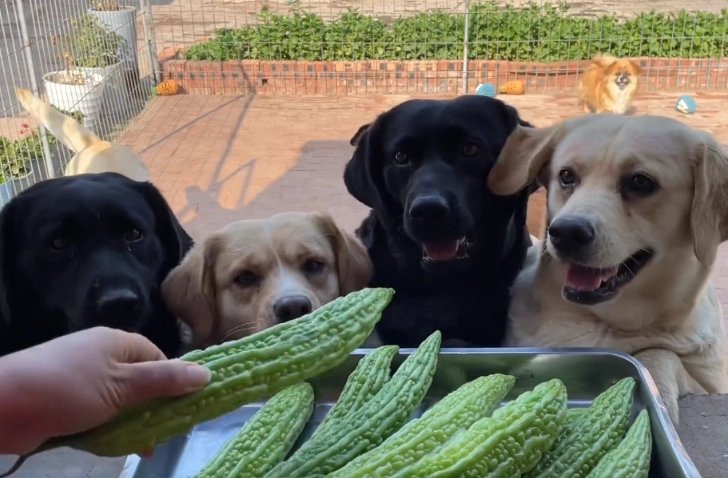 狗狗吃苦瓜安全嗎 狗狗吃苦瓜安全嗎