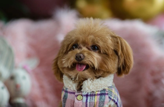 迷你貴賓標準體重