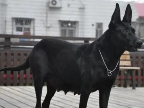 黑狼犬飼養