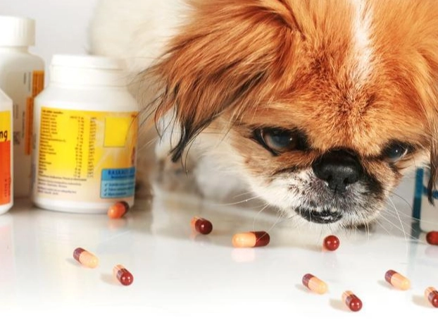 狗藥副作用處理