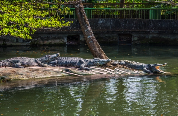 鱷魚生態農場周邊餐廳