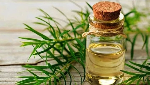 香茅油 寵物 安全