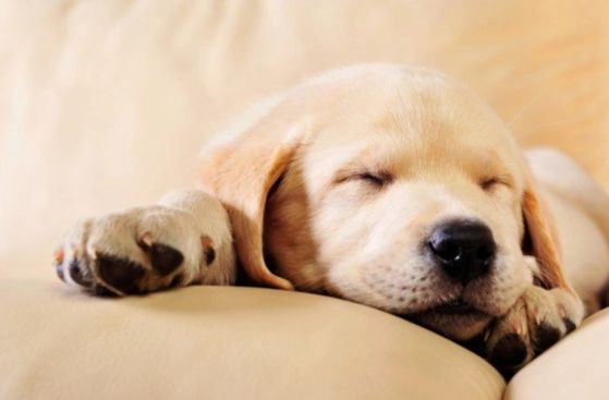 狗狗睡覺習慣 狗狗睡覺習慣