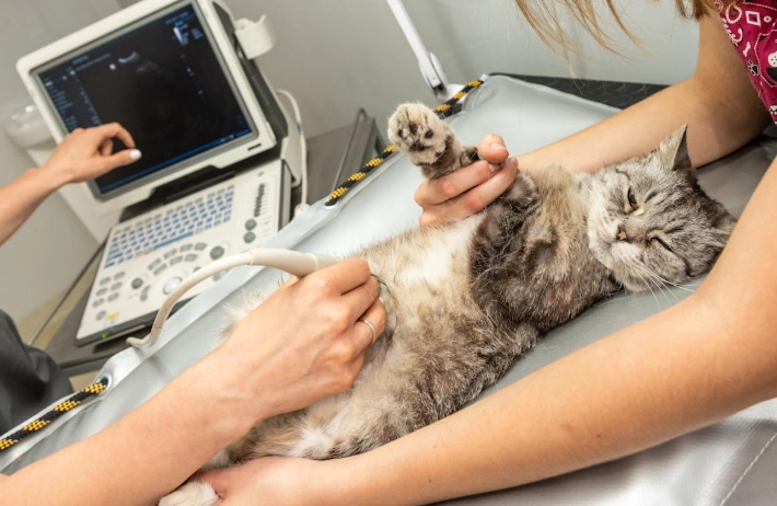 貓咪神經學檢查