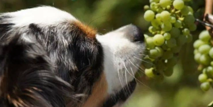 狗吃葡萄