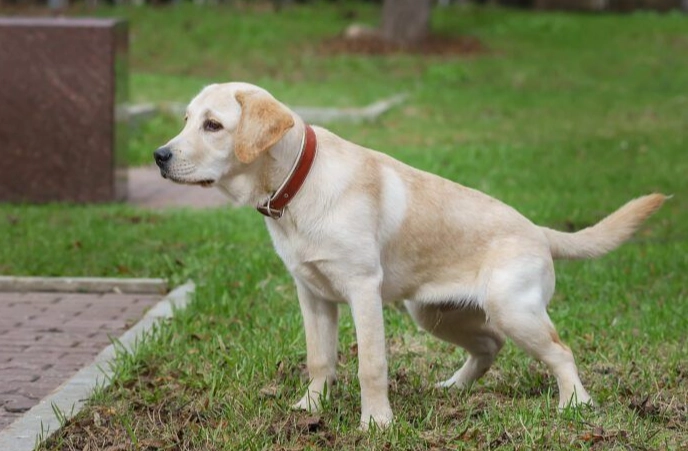 寵物消化道問題
