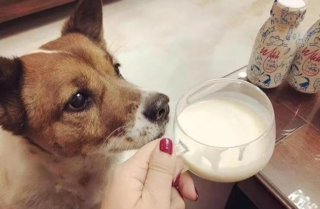 斷奶期小狗飼料