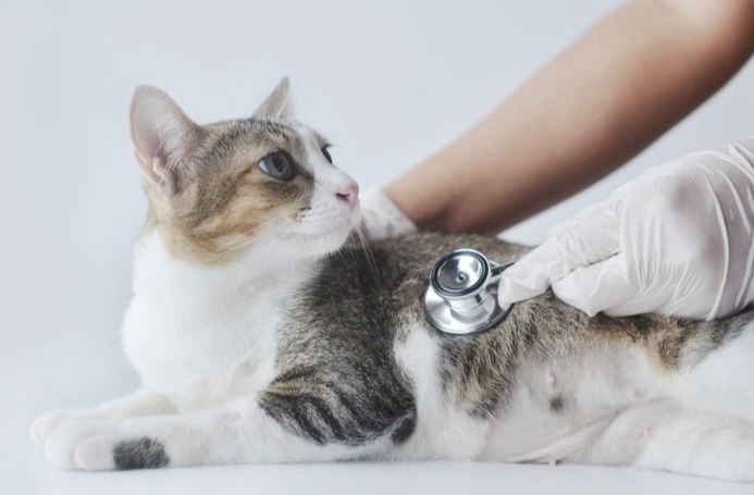 獸醫神經學檢查