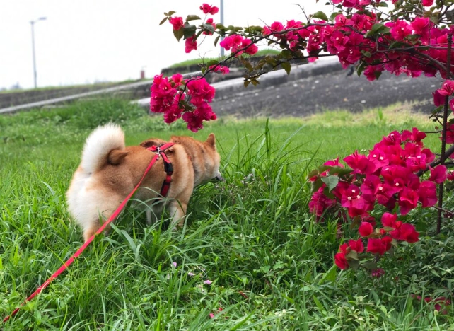 香茅對狗的影響