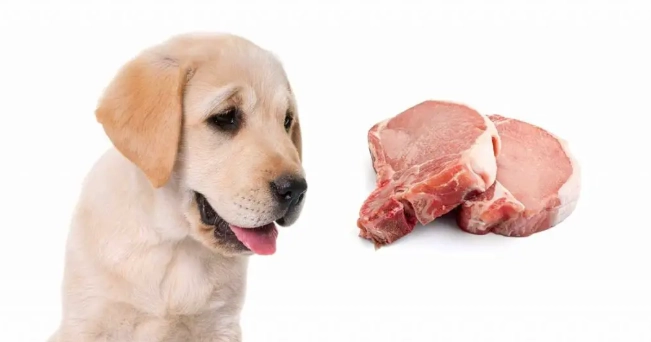 貓糧蛋白質需求 貓糧蛋白質需求