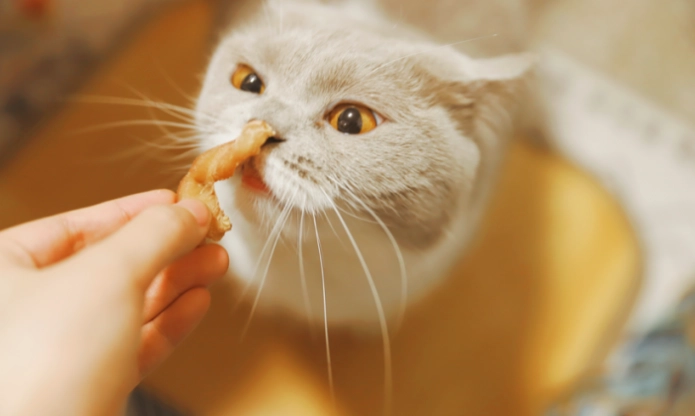 幼貓吃蝦安全嗎