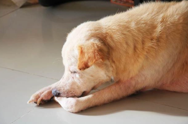 如何判斷狗狗疼痛
