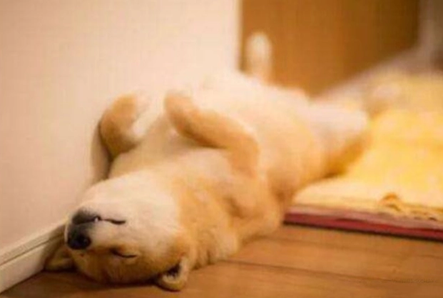 狗狗睡眠姿勢