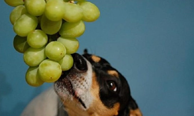 狗誤食葡萄處理