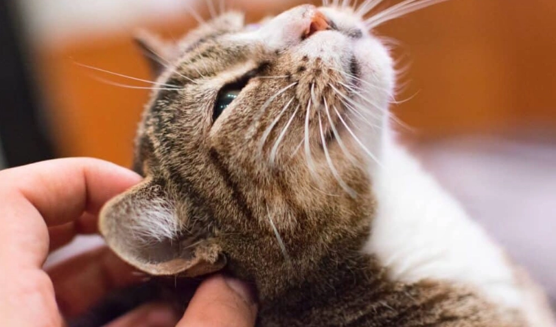 貓蜜蜂叮咬症狀