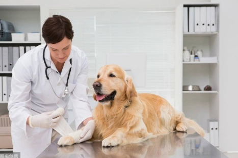 狗藥副作用處理