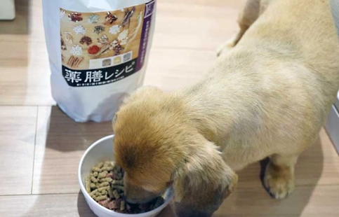 幼犬飼料泡軟時間