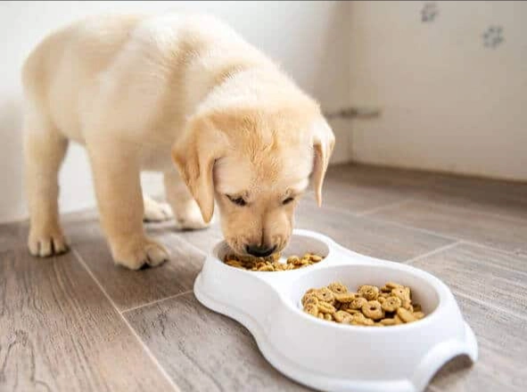 幼犬飼料泡軟方法
