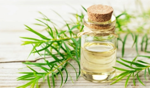 香茅油 狗狗 有害