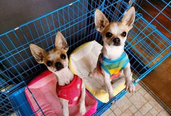 香茅油狗使用方法