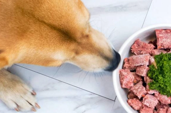 高蛋白貓飼料 高蛋白貓飼料