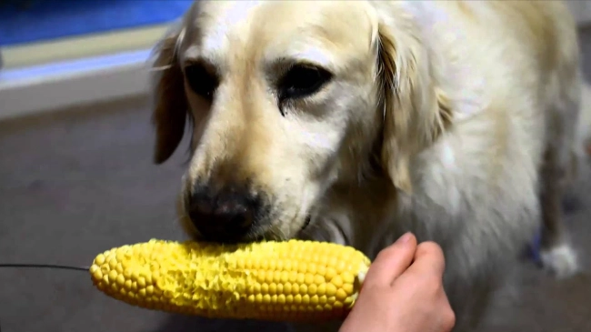 狗吃玉米粒好處