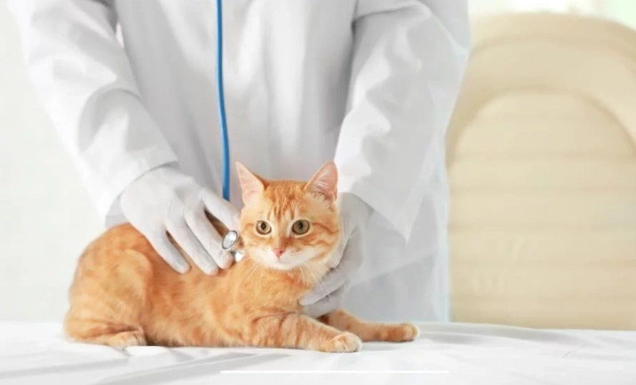 貓神經系統症狀