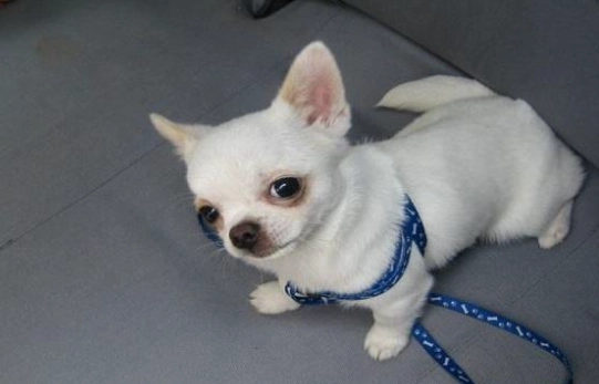 香茅油狗副作用