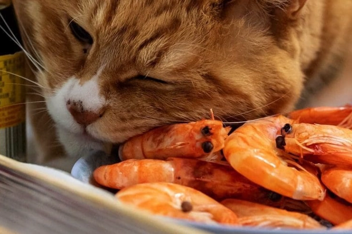 貓咪吃蝦注意事項