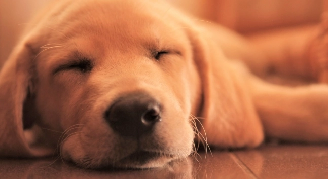 寵物行為分析 寵物行為分析