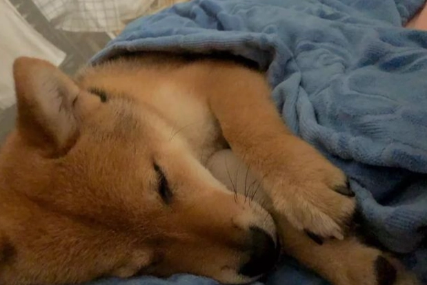 狗狗躲藏睡覺原因