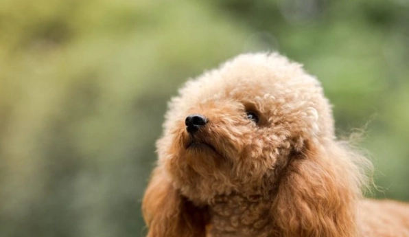 減少貴賓狗掉毛