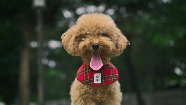 貴賓犬體重管理